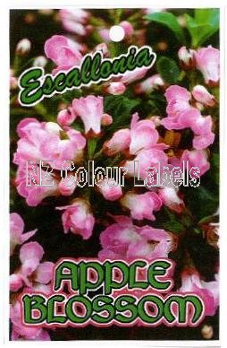 ESCALLONIA Apple Blossom - Click Image to Close