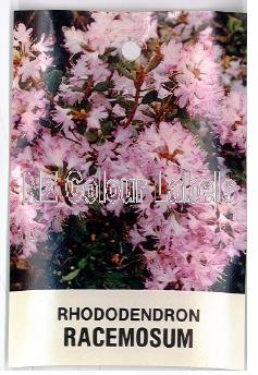 RHODODENDRON Racemosum - Click Image to Close