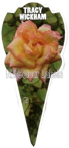 ROSE MINIATURE Tracey Wickham - Click Image to Close