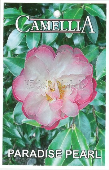 CAMELLIA Paradise Pearl - Click Image to Close