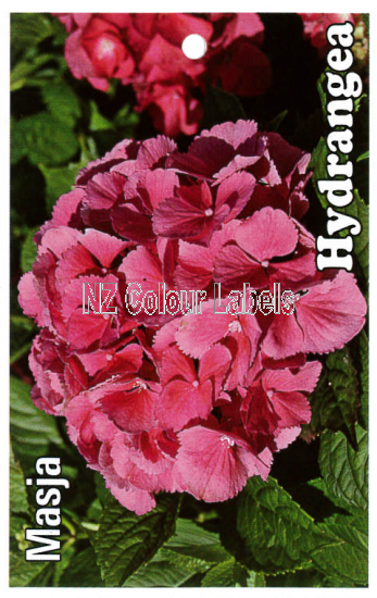 HYDRANGEA Masja - Click Image to Close