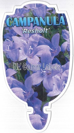 CAMPANULA portenschlagiana RESHOLT - Click Image to Close