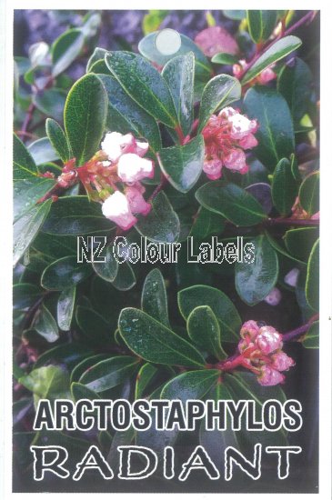 ARCTOSTAPHYLOS RADIANT - Click Image to Close