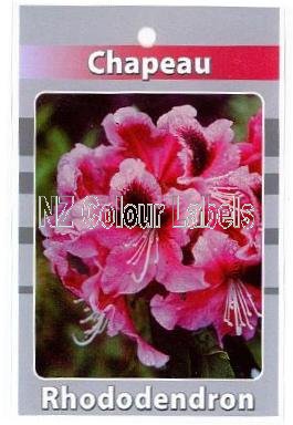 RHODODENDRON Chapeau - Click Image to Close