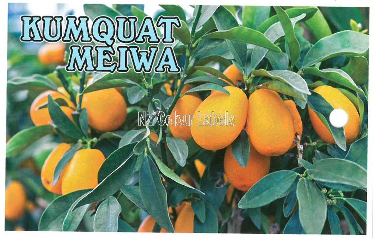 KUMQUAT Meiwa - Click Image to Close