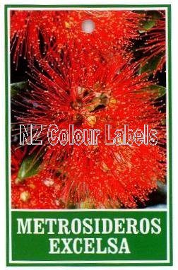 METROSIDEROS excelsa - Click Image to Close