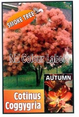 COTINUS coggygria - Click Image to Close