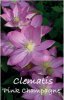 CLEMATIS PINK CHAMPAGNE