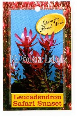 LEUCADENDRON Safari Sunset - Click Image to Close