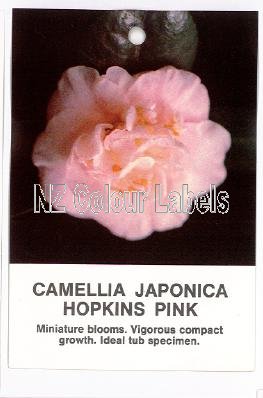 CAMELLIA Hopkins Pink - Click Image to Close