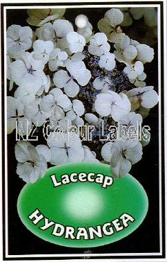 HYDRANGEA Lacecap White - Click Image to Close