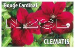 CLEMATIS Rouge Cardinal