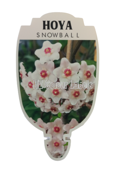 HOYA Snowball - Click Image to Close