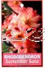 RHODODENDRON September Song