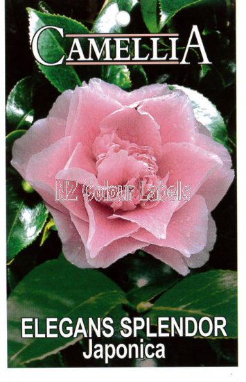 CAMELLIA Elegans Splendour Japonica - Click Image to Close