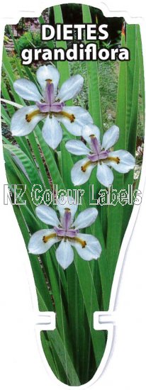 DIETES grandiflora - Click Image to Close