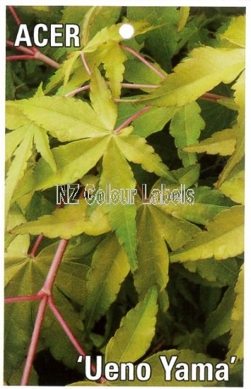 ACER palmatum Ueno Yama - Click Image to Close