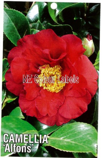 CAMELLIA Alfons - Click Image to Close