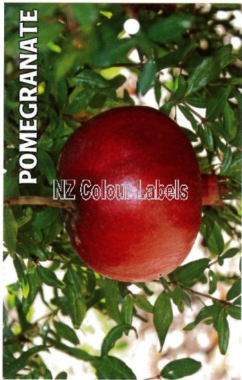 POMEGRANATE - Click Image to Close