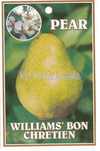 PEAR William's Bon Chretien - Click Image to Close