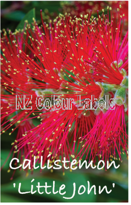 CALLISTEMON Little John - Click Image to Close