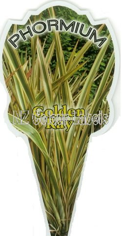 PHORMIUM Golden Ray - Click Image to Close