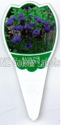 JASIONE laevis [Sheep's Bit] - Click Image to Close