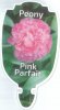 PAEONIA (Peony) Pink Parfait