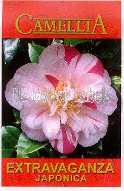 CAMELLIA Extravaganza - Click Image to Close