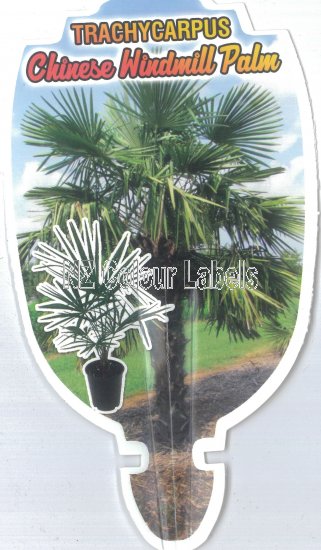 TRACHYCARPUS FORTUNEI - Click Image to Close