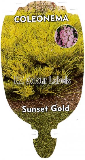 COLEONEMA Sunset Gold - Click Image to Close