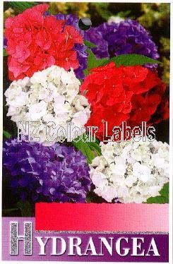 HYDRANGEA Group - Click Image to Close