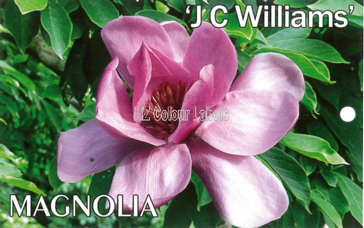 MAGNOLIA JC Williams - Click Image to Close