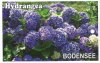 HYDRANGEA Bodensee