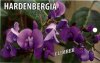 HARDENBERGIA violacea