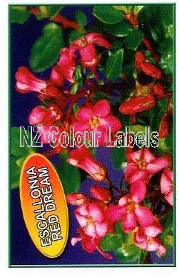 ESCALLONIA Red Dream - Click Image to Close