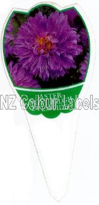 ASTER Novi Belgii Eventide - Click Image to Close