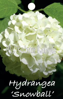 HYDRANGEA SNOWBALL - Click Image to Close