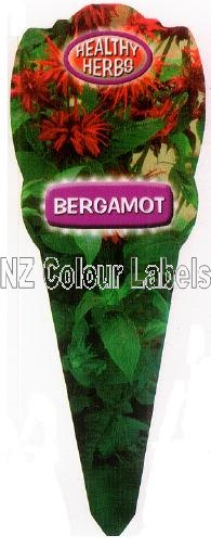 Bergamot - Monarda Didyma - Click Image to Close