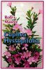 CUPHEA hyssopifolia Robs Mauve