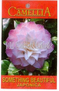 CAMELLIA Something Beautiful Japonica - Click Image to Close