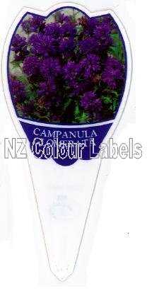 CAMPANULA glomerata - Click Image to Close