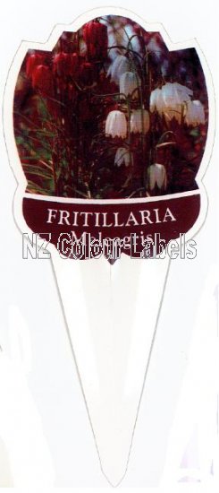 FRITILLARIA meleagris - Click Image to Close