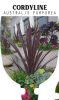 CORDYLINE AUSTRALIS PURPUREA