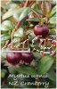 MYRTUS Ugnii [NZ Cranberry]