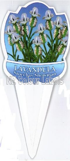 LAVANDUA Snowman - Click Image to Close