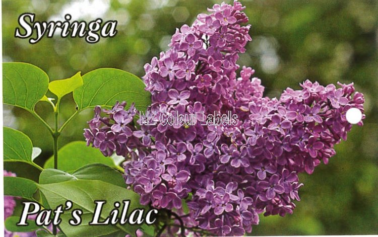 SYRINGA Pats' Lilac - Click Image to Close