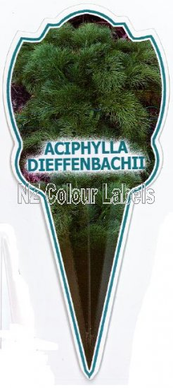 Aciphylla Dieffenbachii - Click Image to Close