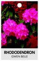 RHODODENDRON GWEN BELLE RHODODENDRON GWEN BELLE