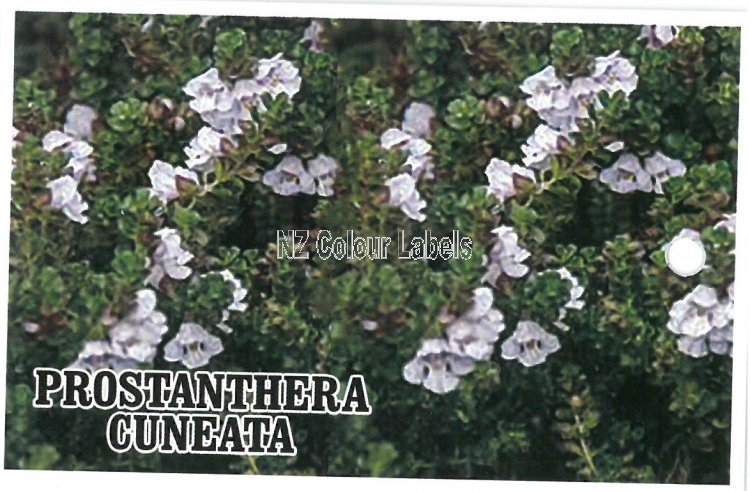 PROSTANTHERA cuneata - Click Image to Close